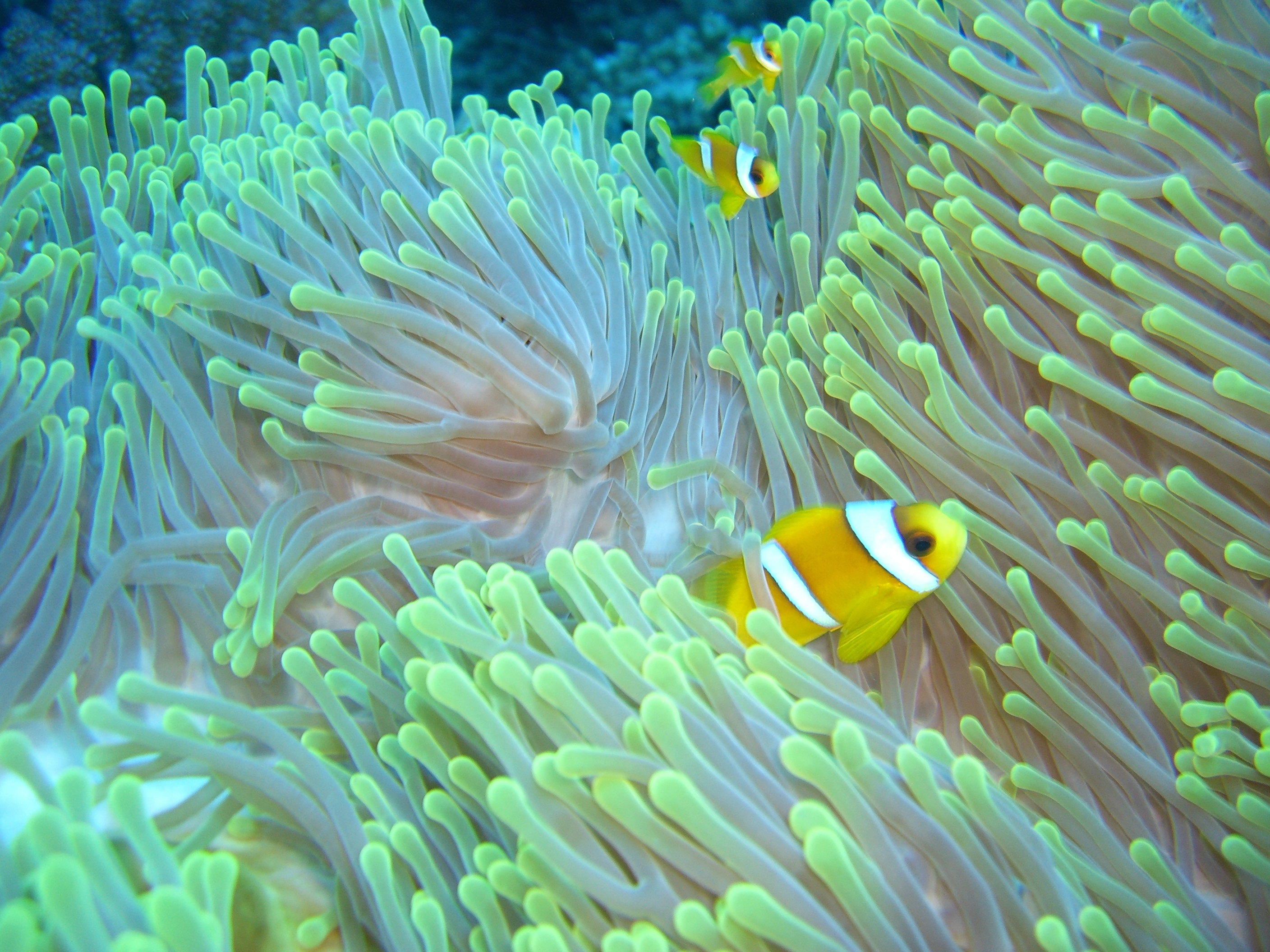 Clownfish in coral reef