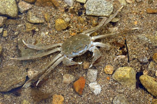 Alien species in Europe, Eriocheir Sinensis (Chinese mitten crab)