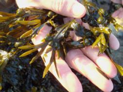 seaweed_294.jpg