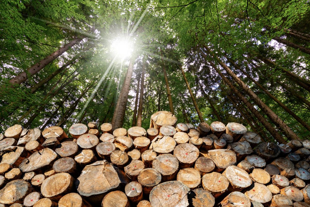 Environmental sustainability of energy generation from forest biomass