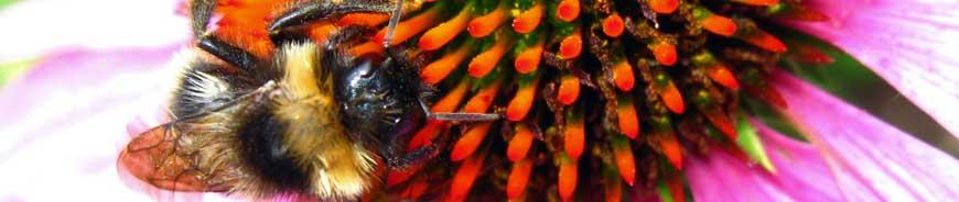 Close-up of a bee collecting nectar from a purple and orange flower