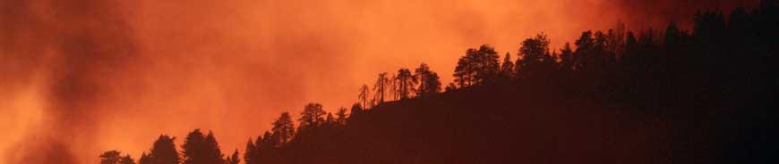 A pine forest in the distance with the orange glow of a forest fire in the background.