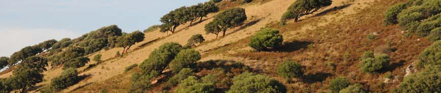 A brown hillside dotted with green Mediterranean style trees.