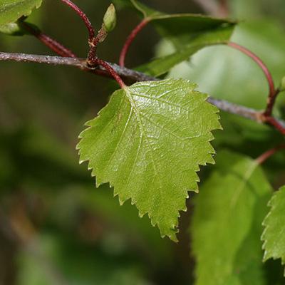 s.rae-cc-by-2.0-betula-pendula-birch-leaves-thumb.jpg