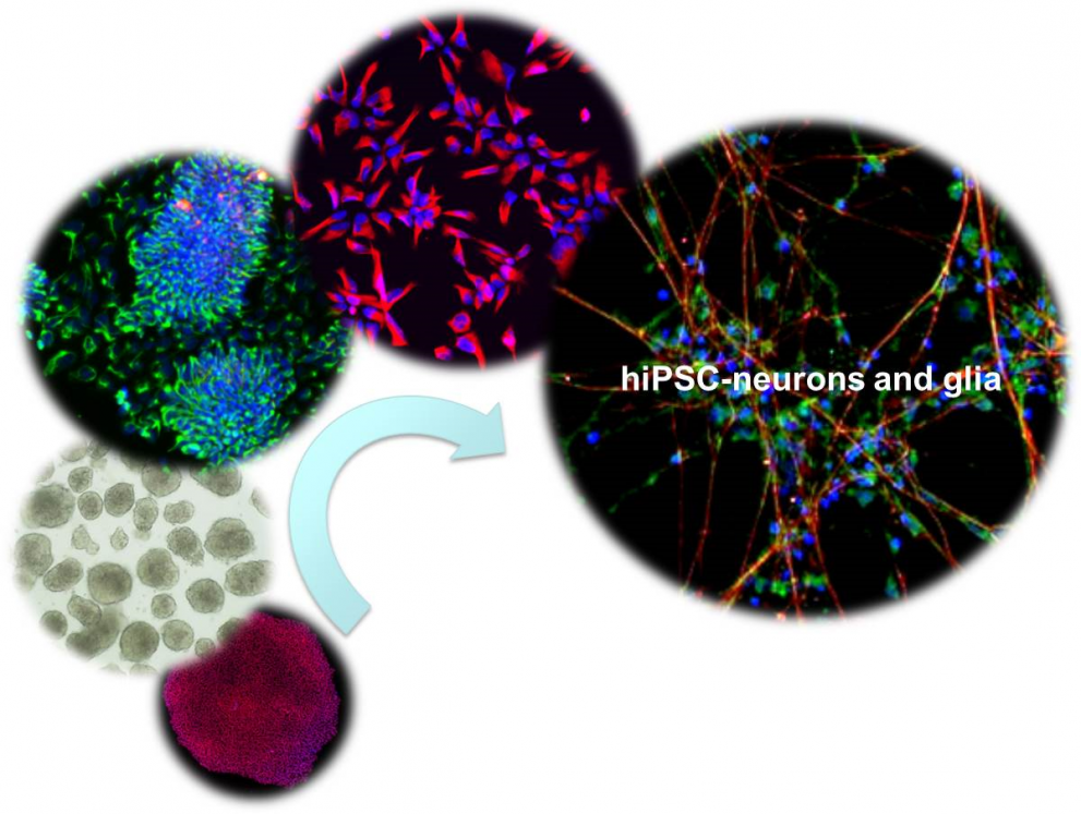 hiPSC neurons and glia