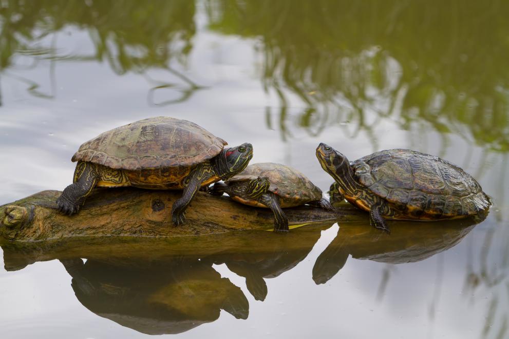 The red-eared terrapin turtle is the most common invasive alien species of Union concern across the EU, found in 24 Member States, according to the JRC report.