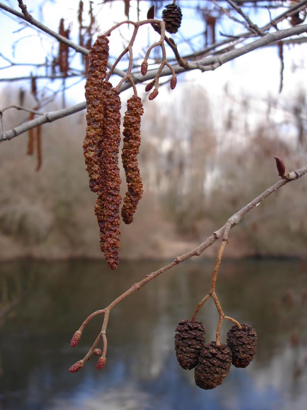Male and female catkins in spring alongside old fruits that remained on the plant through winter