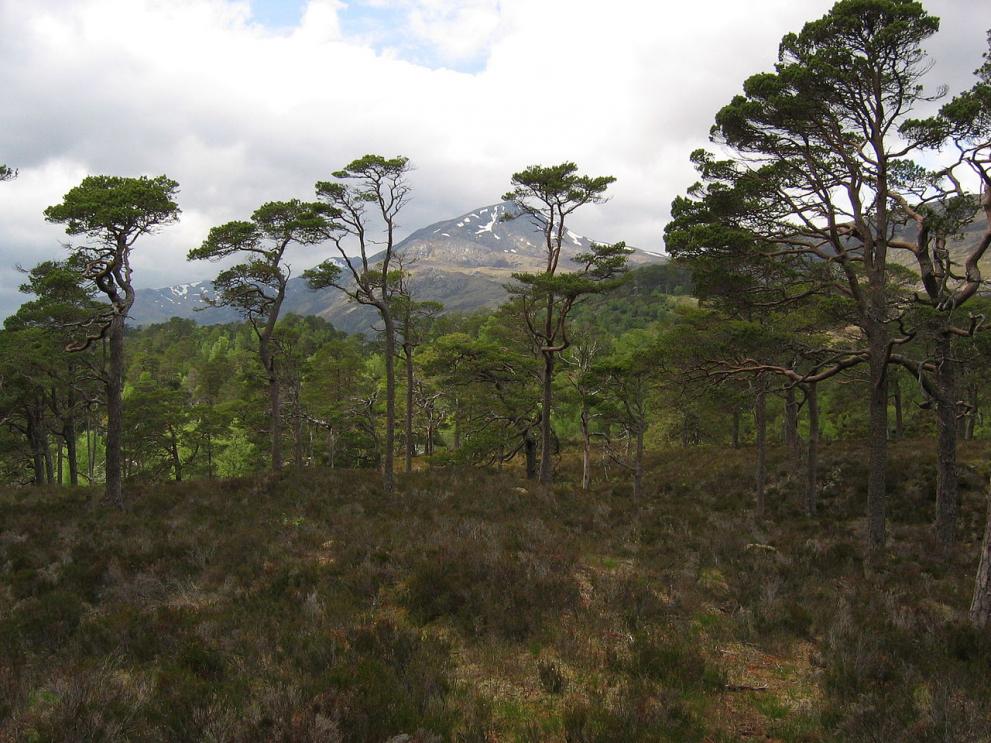 Native Scots pine
