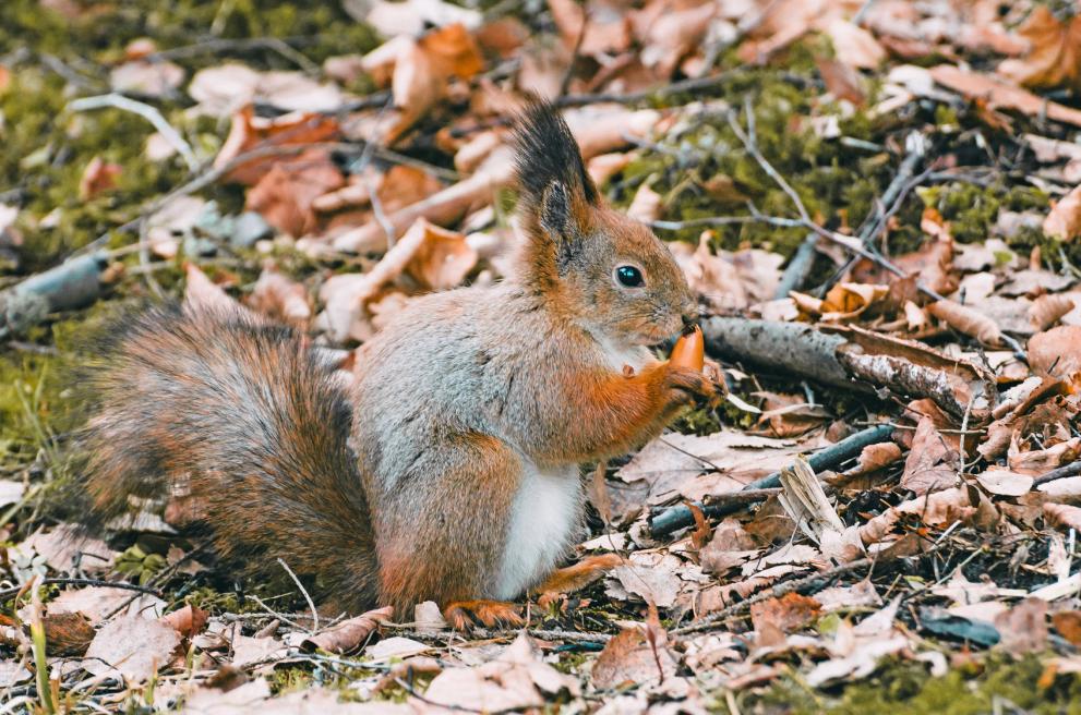 A red squirrel collecting acorns