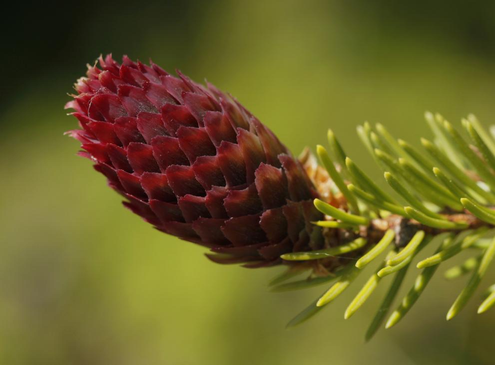 Dark red female inflorescence at the top of a young shoot
