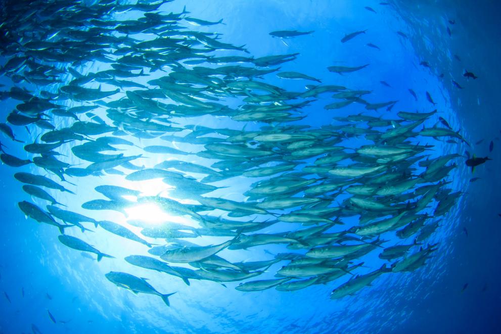 Tuna schools tend to aggregate in hotspots of marine productivity that are detected from space.