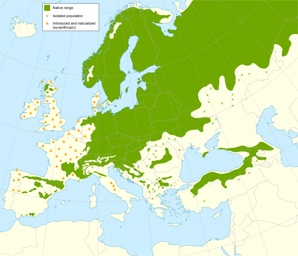 Distribution map of Scots pine in Europe.