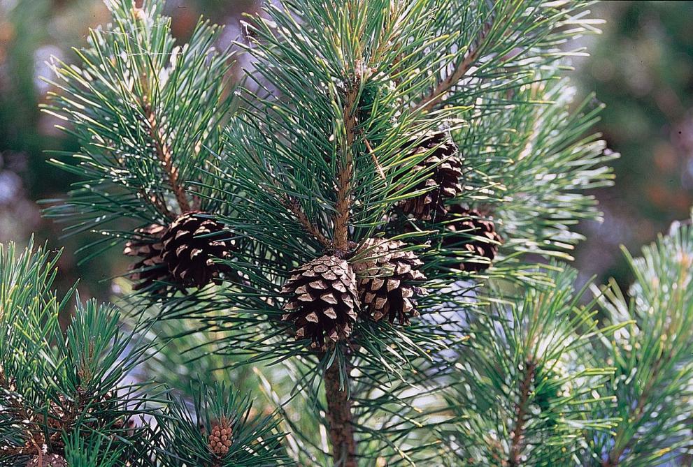 Branch with open pine cones