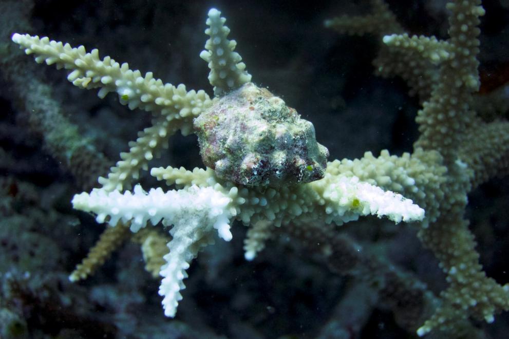Coral eating gastropod on a hard coral. The gastropod shell is at the centre of the picture. The white coral branches are dead coral skeleton after the gastropod meal