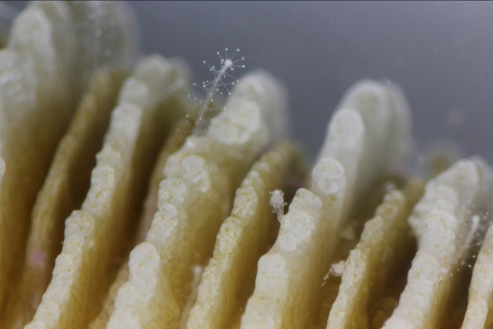 Hydrozoan polyps living on coral surface. Credit: S. Montano, Milan-Bicocca University