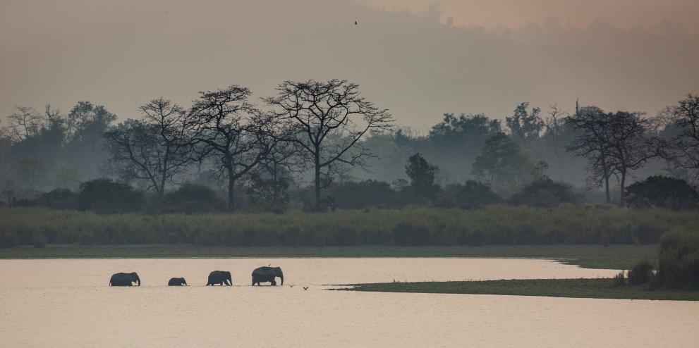 Asian elephants moving through the Kaziranga National Park, India
