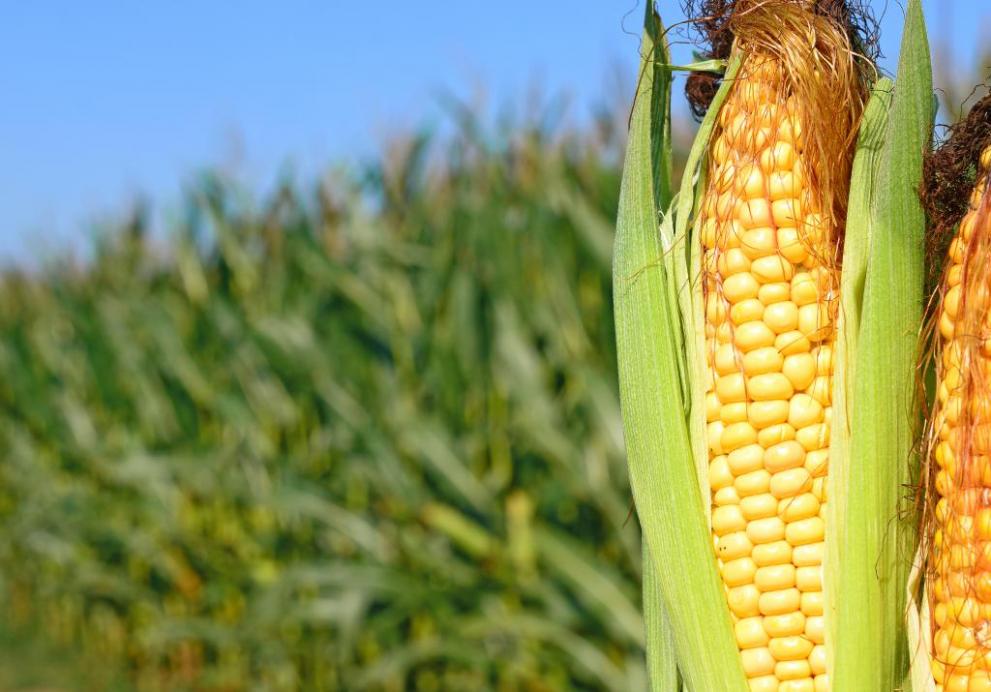 A new set of certified reference materials for genetically modified Bt11 maize