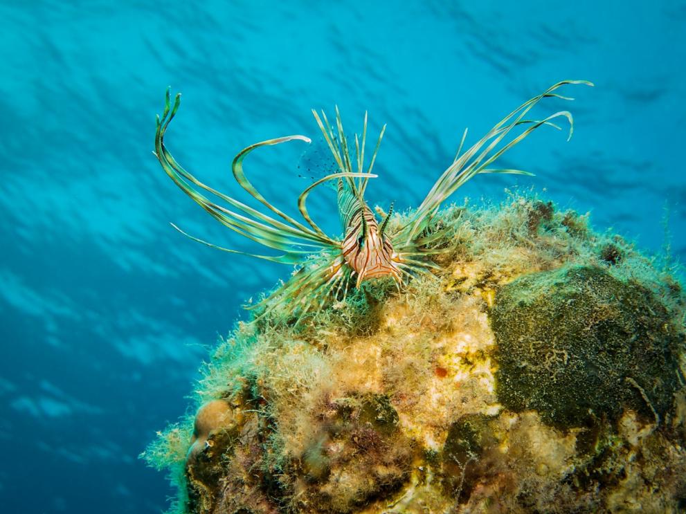 The non-indigenous lionfish, spreading in the Mediterranean.