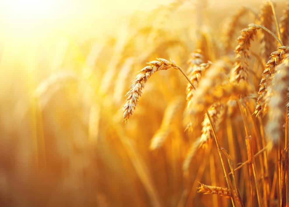 wheat_field._ears_of_golden_wheat_closeup._rural_scenery_under_shining_sunlight_c_adobestock_by_subbotina_anna_100962224.jpeg.jpg