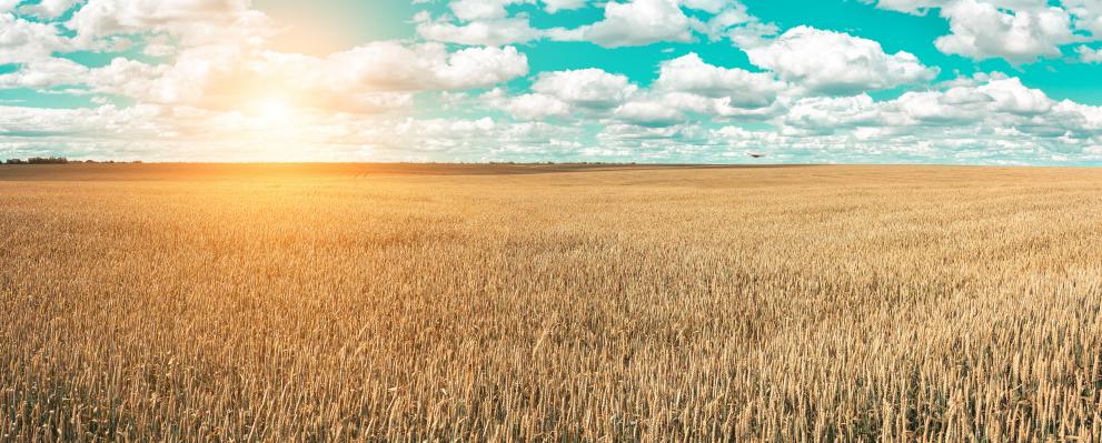 wheat_field_and_blue_sky_with_picturesque_clouds_c_adobestock_by_igorbukhlin_161092132.jpeg.jpg