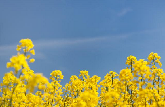 EU rapeseed production is expected to rise significantly this year