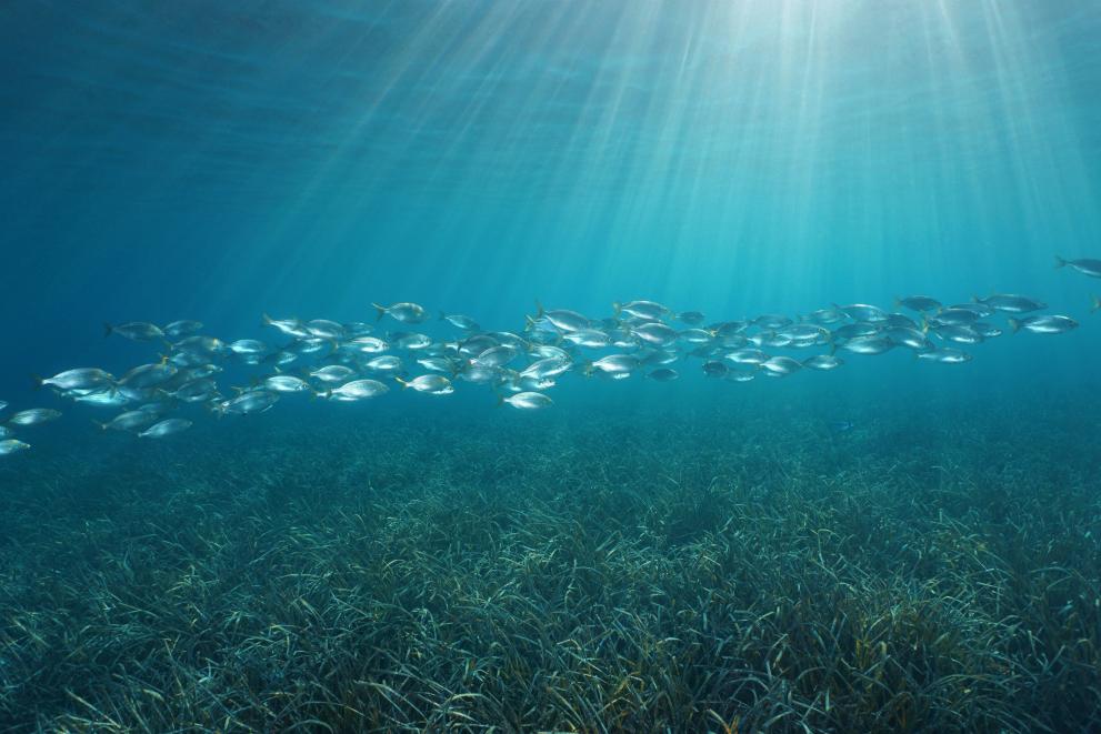 The EU's Marine Strategy Framework Directive aims to protect more effectively the marine environment across Europe.