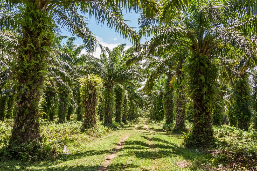 Scientists estimate that 53Mha of extra land would be required to cope with rising palm oil demand by 2050