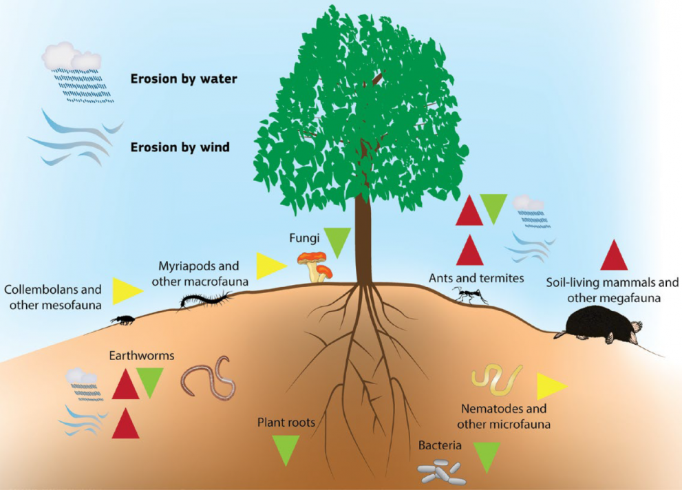 Effects of soil organisms on soil erosion by water and wind