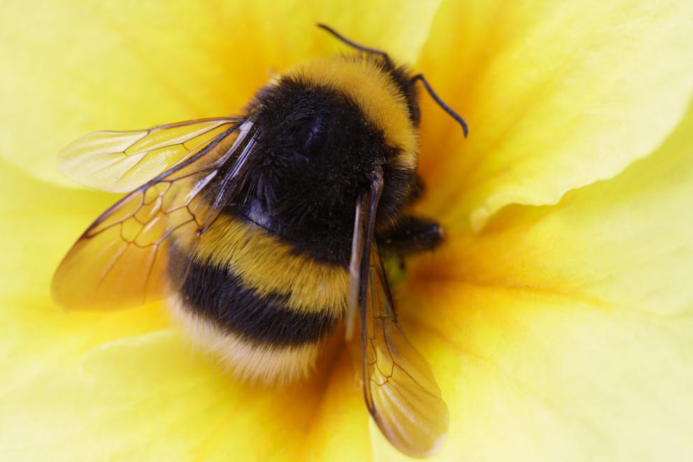Most bumblebee species are currently located in central Europe