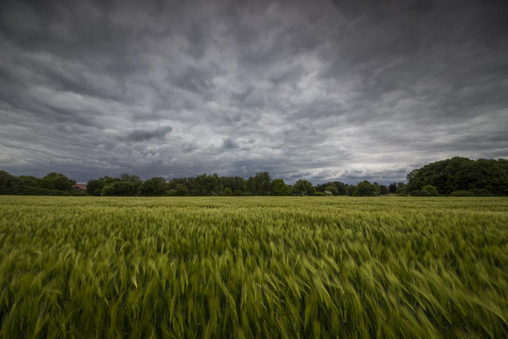 field_of_crops_in_bad_weather_by_maldesowhat_c_adobestock_85927743.jpeg.jpg