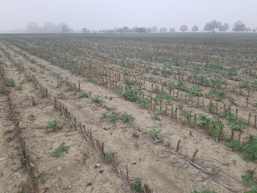 Dry conditions in large parts of Europe presented farmers with the dilemma to wait with the sowing of winter rapeseed, or sow into the dry soil leading to very uneven emergence.