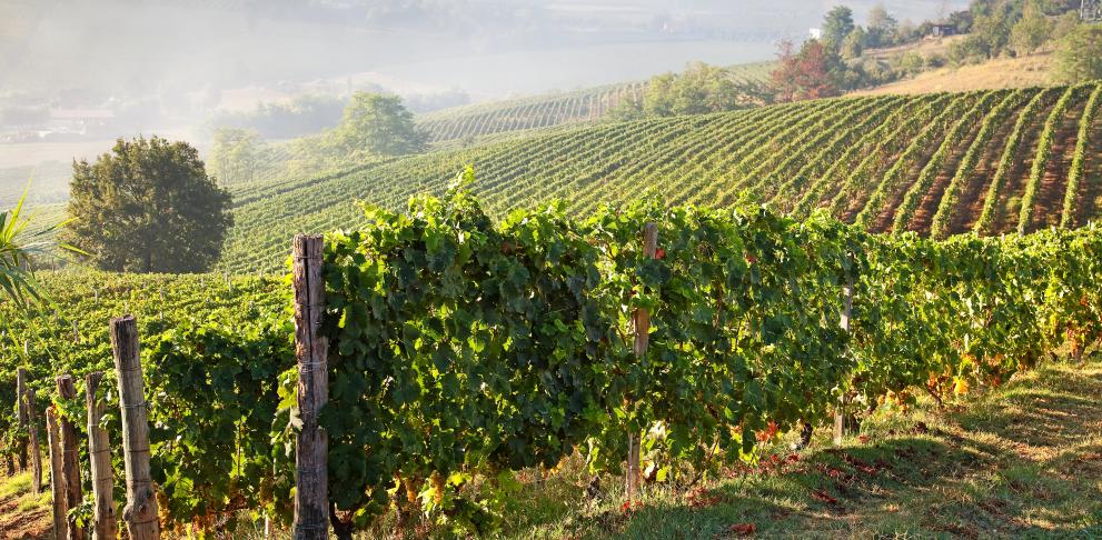 Full article: Copper concentrations in grapevines and vineyard