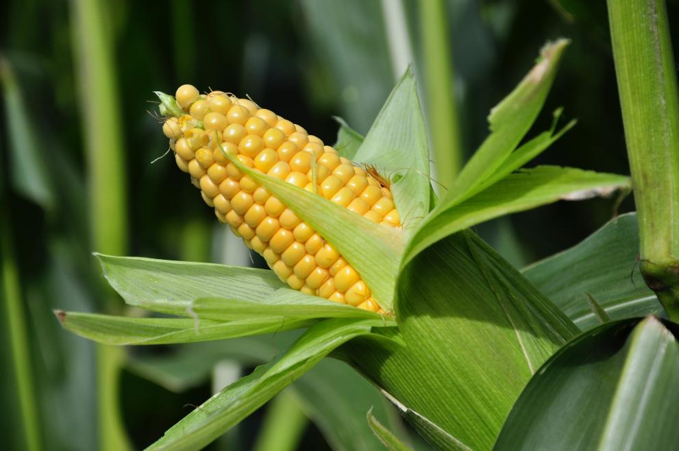 Picture: Corncob - Crop losses will first hit minor producers, located mostly in the tropical regions of developing countries.
