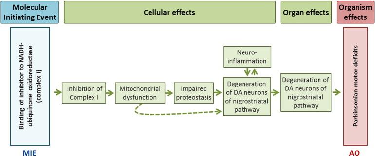 Adverse Outcome Pathway on Inhibition of the mitochondrial complex I of nigro-striatal neurons leading to parkinsonian motor deficits