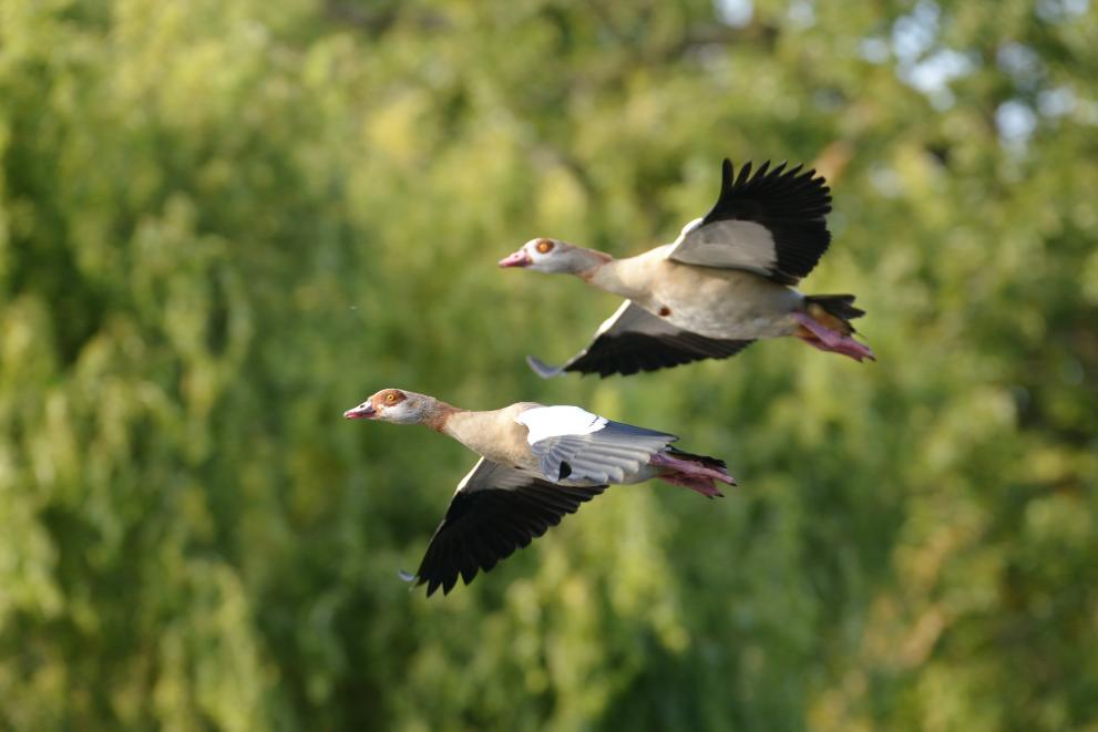 The Egyptian Goose, first introduced to the UK in the 17th Century, is one invasive alien species included in the report