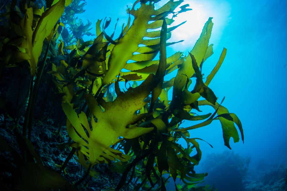 Seaweeds can provide an alternative source of food, feed, fuel and livelihood for an ever-expanding population