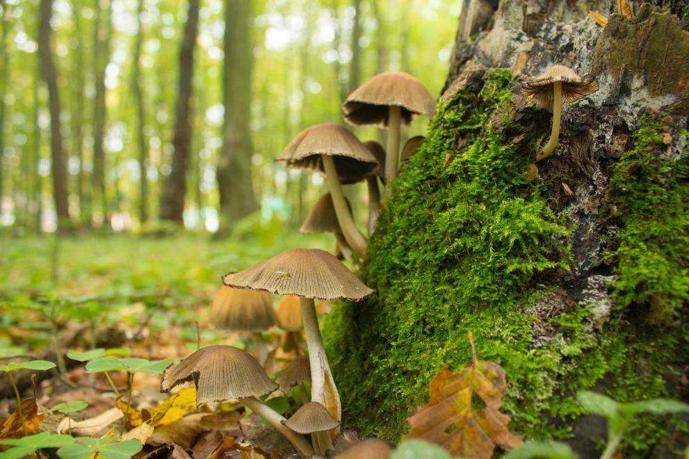 mushrooms_in_autumn_forest_c_adobestock_by_redredapple_68155737.jpeg