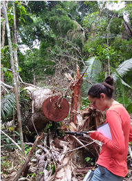 Lead author Thais Almeida Lima carrying out field work in Santo Antonio do Matupi, Southern Amazonas State