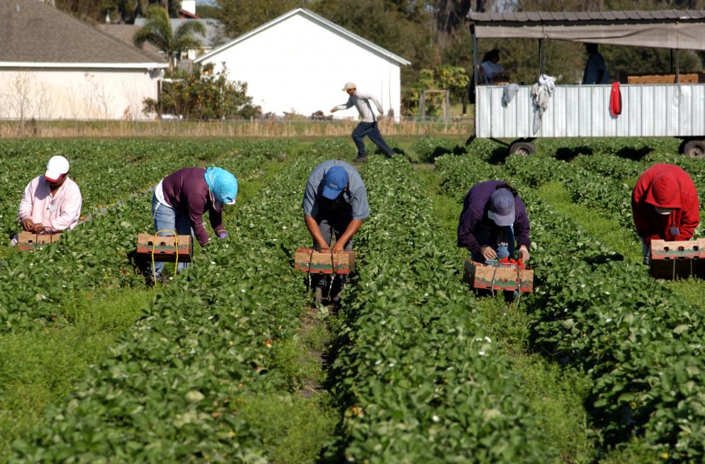 Migrants do essential jobs in rural areas, especially on farms that are in constant need of temporary work.