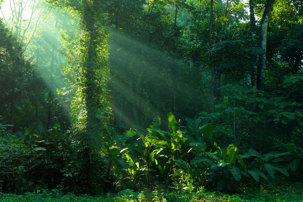 By 2050, business as usual will wipe out pristine tropical forests the size of more than half the EU