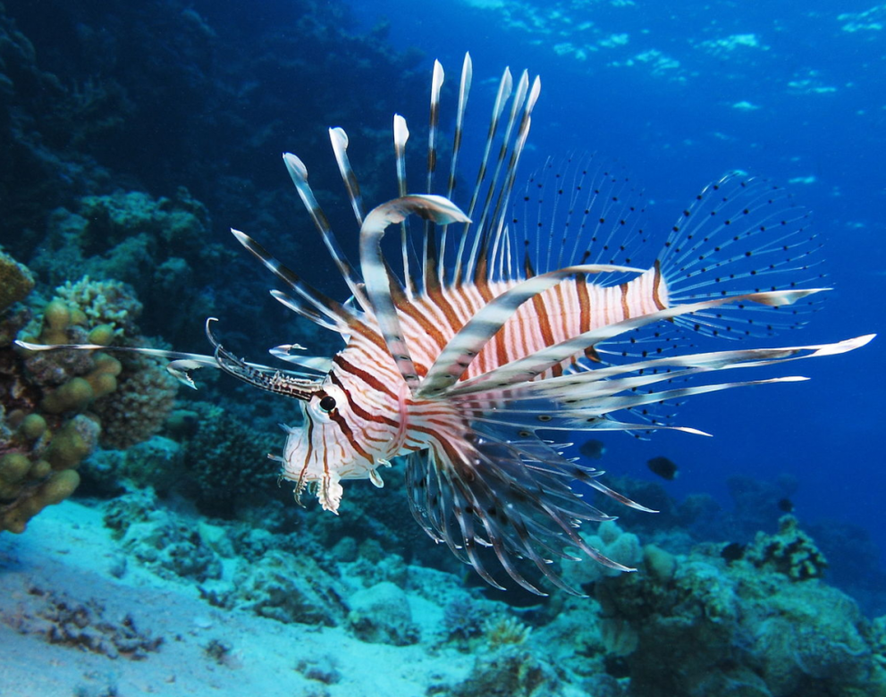 20190807-lionfish.fw_.png