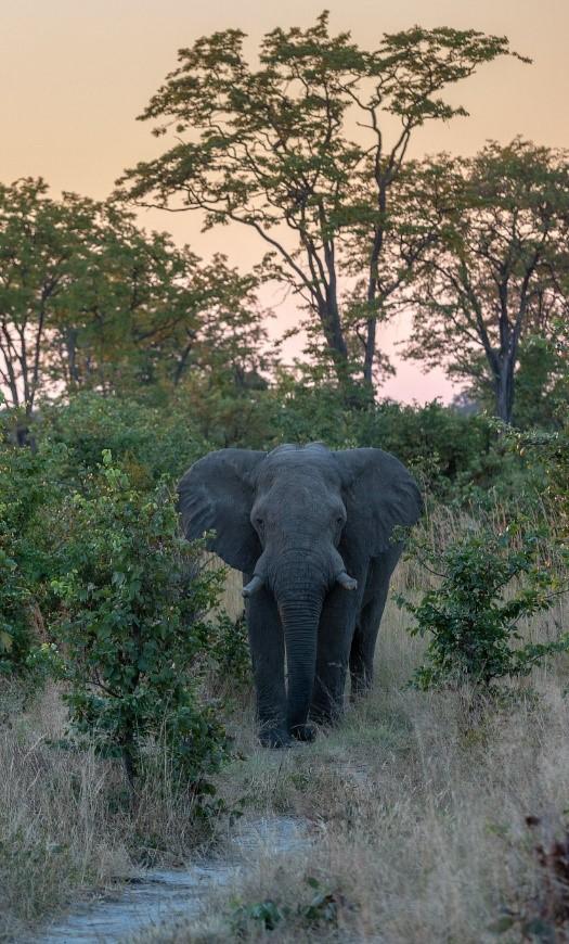 African elephants benefit by migration corridors as those in the Kenyan-Tanzanina borderlands – Photo credits: G.Dubois, JRC