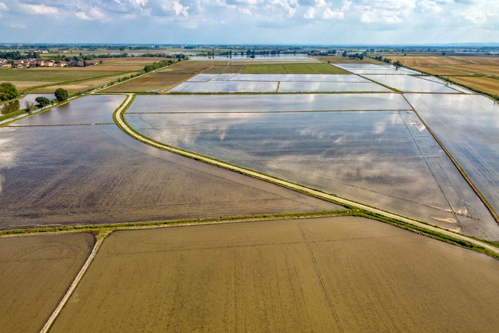 20190920-rice_farmed_fields_in_italy_aerial_view_c_adobestock_by_andrea_izzotti_204898481.jpg