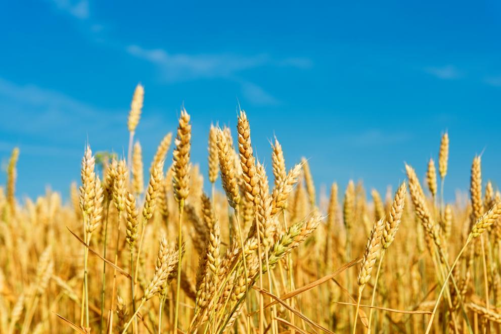 The largest estimated increases in wheat yields were found in China and South Korea.