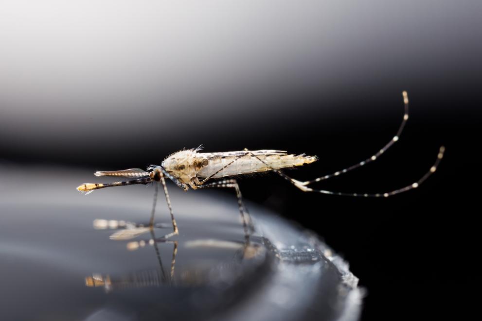 Ponds, floodplains and irrigation systems are optimal breeding grounds for malaria-carrying mosquitoes