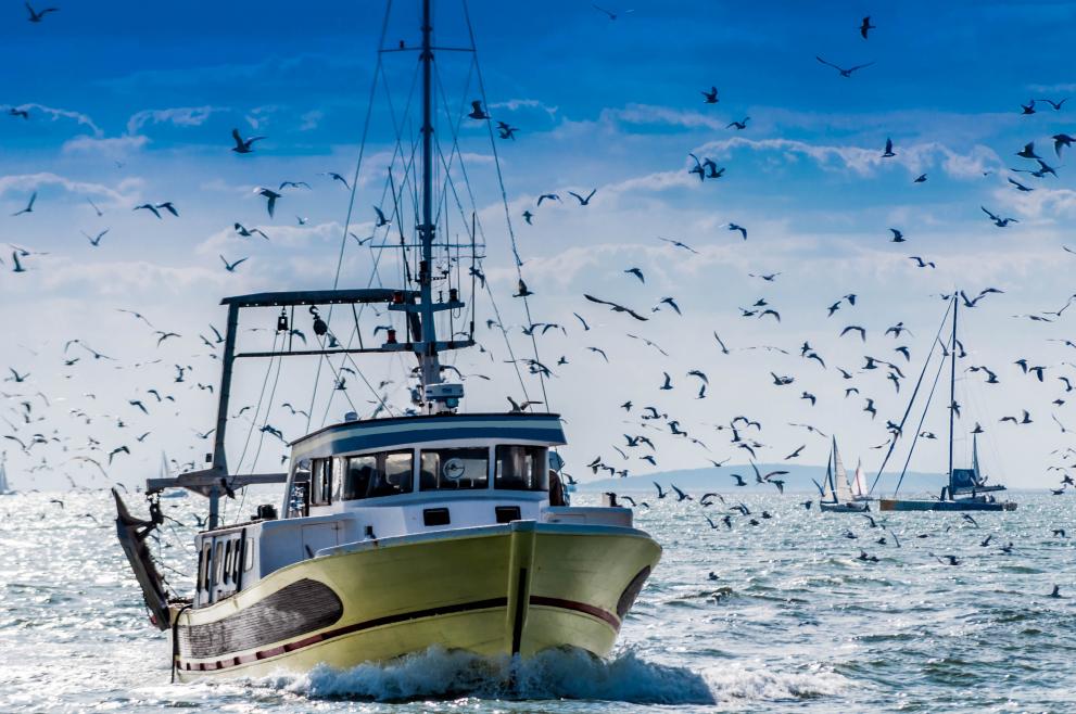 The EU report projects resilience of fishing fleet during COVID-19 pandemic