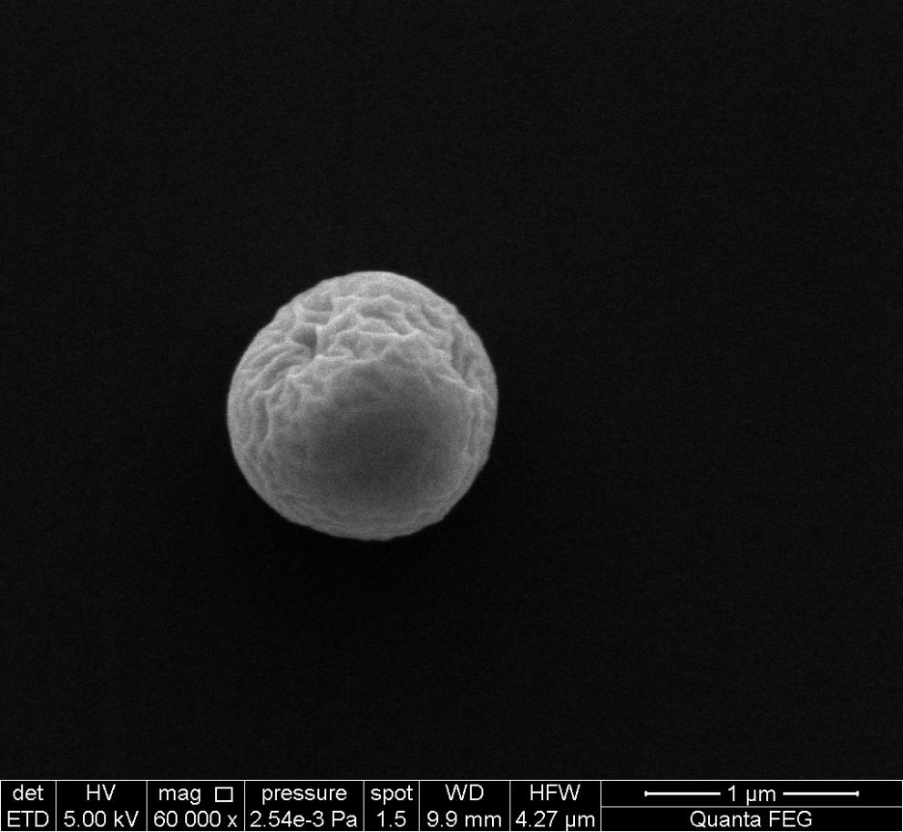 SEM image of IRMM-2331P. Single uranium particle.