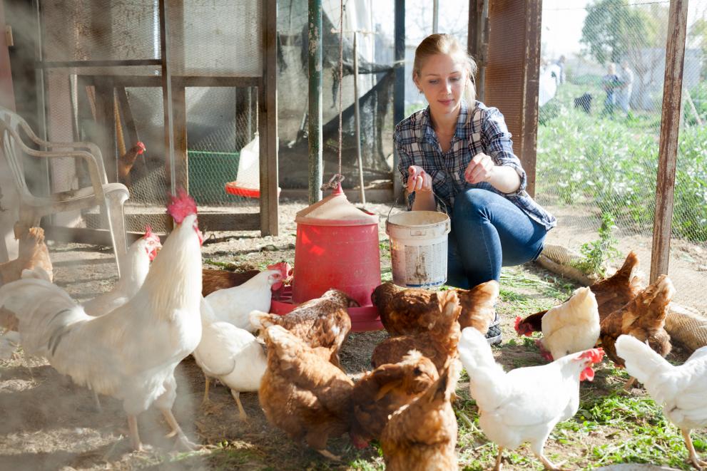 Young woman farmer caring for poultry.