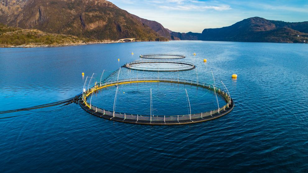 The EU aquaculture sector reached €4.1 billion in turnover in 2018, according to a new JRC report. However, the report estimates that the coronavirus pandemic hit the sector by decreasing income sources and increasing costs.