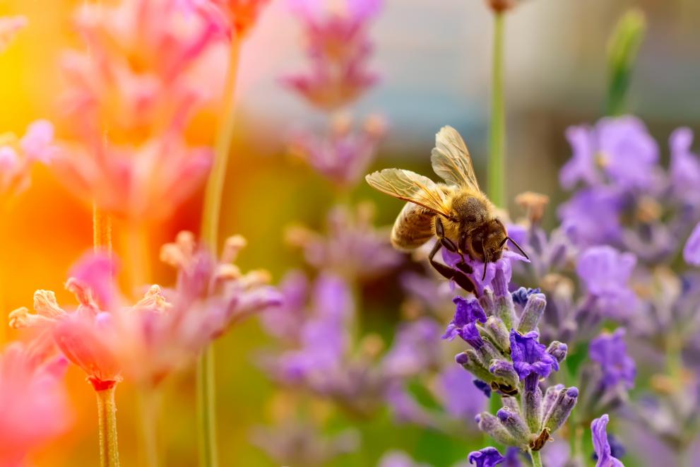 Bees, butterflies and other pollinating insects are vital cogs in the ecological machine.